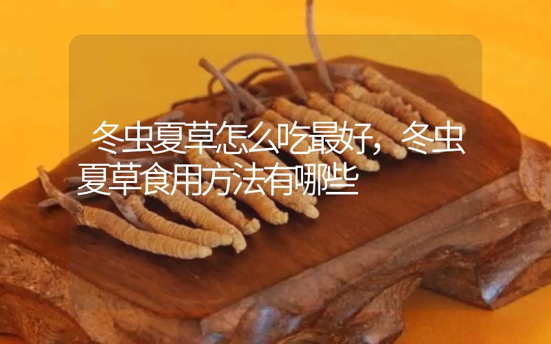 冬蟲夏草怎么吃最好，冬蟲夏草食用方法有哪些