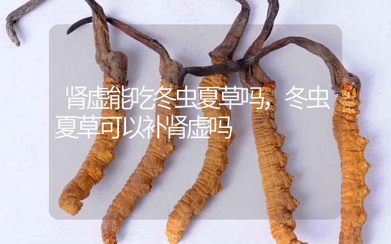 腎虛能吃冬蟲夏草嗎，冬蟲夏草可以補(bǔ)腎虛嗎？