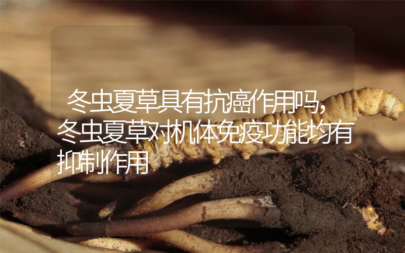 冬蟲(chóng)夏草具有抗癌作用嗎，冬蟲(chóng)夏草對(duì)機(jī)體免疫功能均有抑制作用