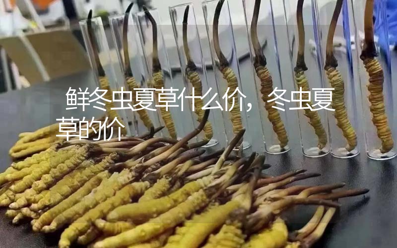 鮮冬蟲夏草什么價，冬蟲夏草的價格