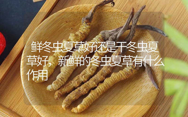 鮮冬蟲(chóng)夏草好還是干冬蟲(chóng)夏草好，新鮮的冬蟲(chóng)夏草有什么作用