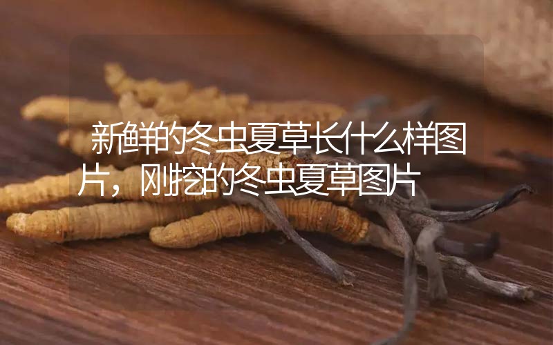 新鮮的冬蟲夏草長什么樣圖片，剛挖的冬蟲夏草圖片