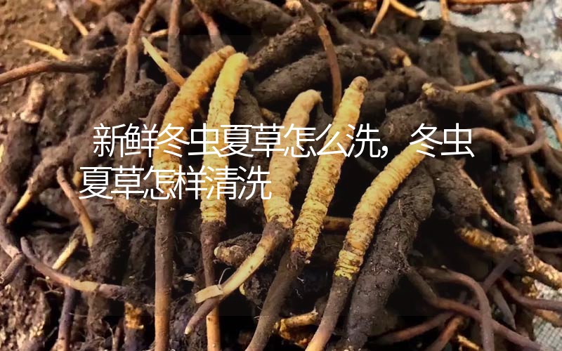 新鮮冬蟲夏草怎么洗，冬蟲夏草怎樣清洗