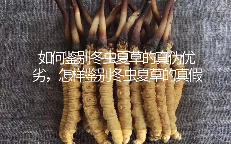如何鑒別冬蟲夏草的真?zhèn)蝺?yōu)劣，怎樣鑒別冬蟲夏草的真假