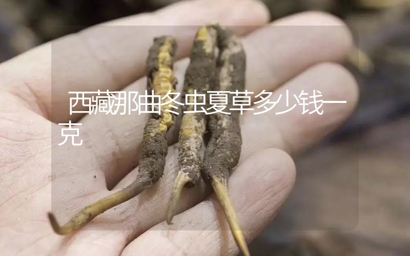西藏那曲冬蟲夏草多少錢一克？