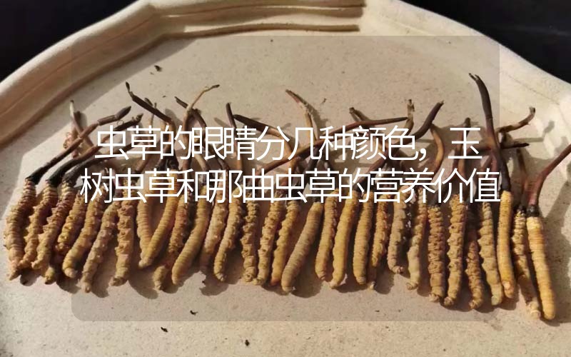 蟲(chóng)草的眼睛分幾種顏色，玉樹(shù)蟲(chóng)草和那曲蟲(chóng)草的營(yíng)養(yǎng)價(jià)值