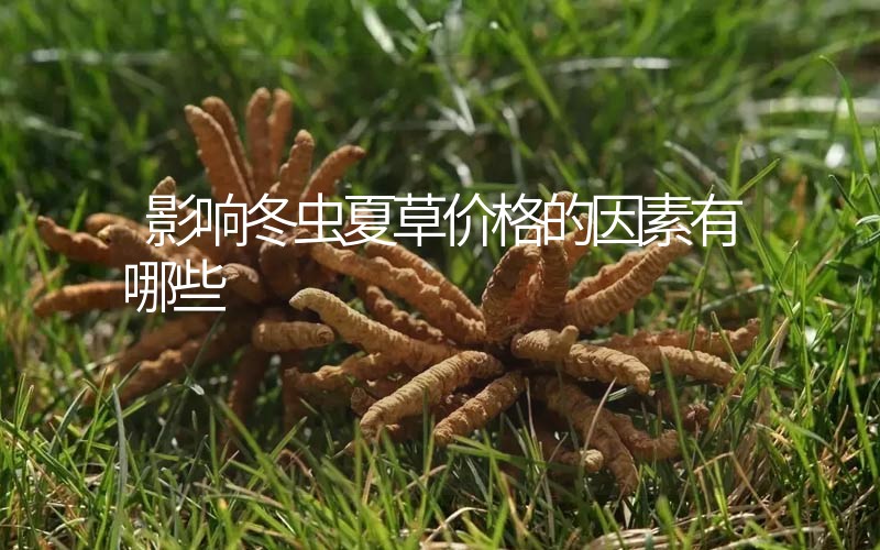 影響冬蟲夏草價格的因素有哪些？