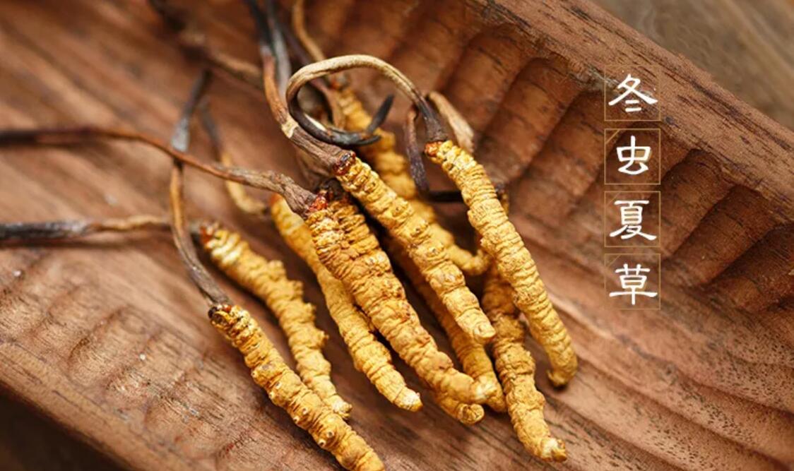 冬蟲(chóng)夏草有什么藥用價(jià)值？冬蟲(chóng)夏草作用與效果