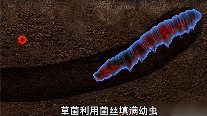 神奇的冬蟲夏草為什么能從蟲子變成草？它到底是怎么形成的呢？