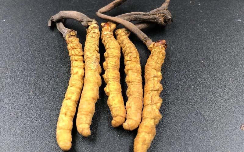 女人服用冬蟲(chóng)夏草有什么作用？冬蟲(chóng)夏草對(duì)女性的作用  ? ?