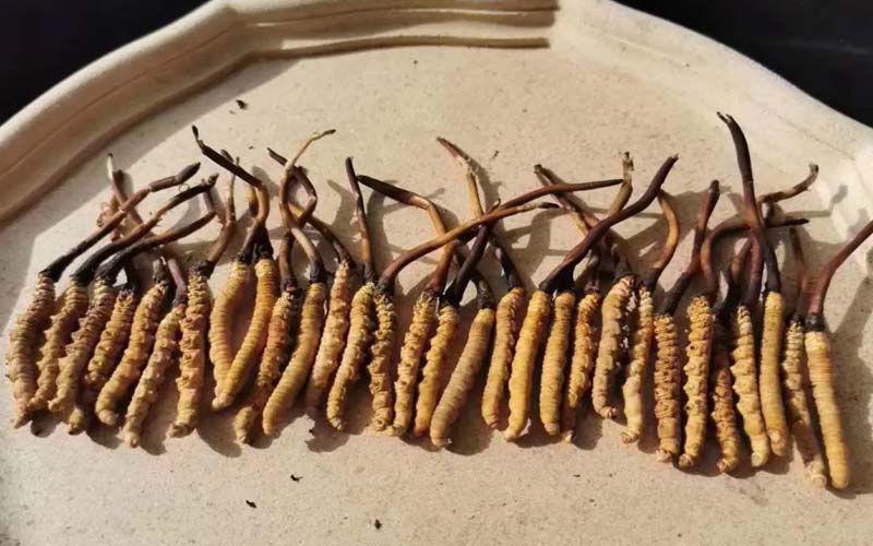 冬蟲(chóng)夏草有什么作用(冬蟲(chóng)夏草的作用都有哪些)