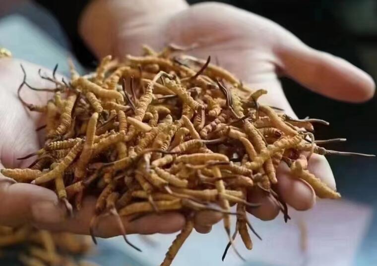 新鮮冬蟲夏草怎么洗最好？新鮮冬蟲夏草怎么清洗？