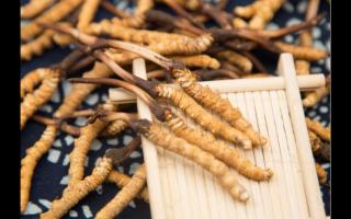 哪個(gè)產(chǎn)地的冬蟲(chóng)夏草好？