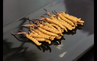 消費者對冬蟲夏草有哪些誤區(qū)？