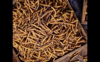 了解一下：冬蟲夏草的產(chǎn)地和采摘方式！
