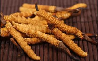 新鮮的冬蟲夏草怎么保存不會(huì)變質(zhì)？