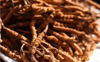 了解冬蟲夏草：起源、生長環(huán)境與特點！