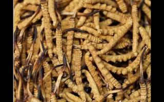 高品質(zhì)冬蟲(chóng)夏草，全程人工采挖值得信賴！