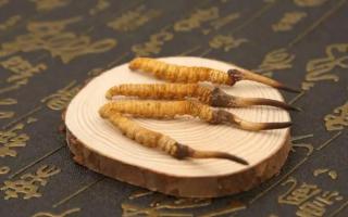 新鮮的冬蟲夏草可以存放多長時間？