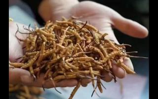新鮮冬蟲夏草怎么保存，謹(jǐn)記五要素！