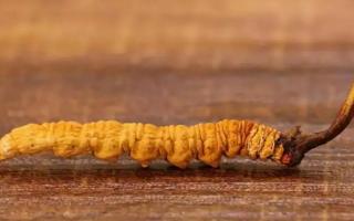 分辨劣質冬蟲夏草總結鑒別經(jīng)驗！
