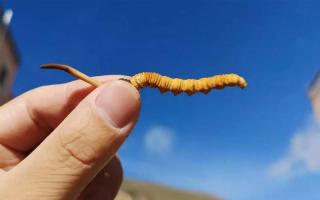 冬蟲(chóng)夏草是如何去分辨等級(jí)的？