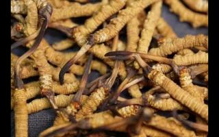 西藏那曲冬蟲夏草與人工種植的有何區(qū)別？