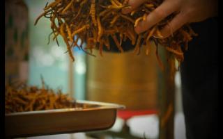 不同產(chǎn)地冬蟲夏草的價(jià)格差別大嗎？