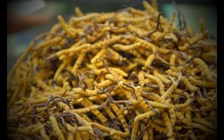不同產(chǎn)地的冬蟲夏草有哪些不同點(diǎn)？