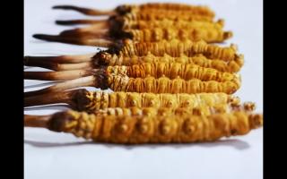 冬蟲(chóng)夏草是一種不可再生資源嗎？