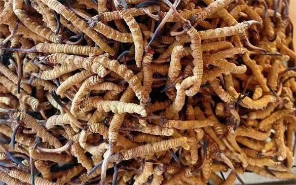 冬蟲(chóng)夏草可以和番石榴一起吃嗎？