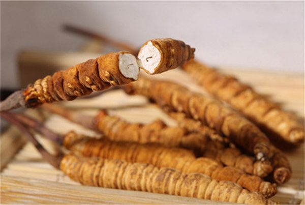 冬蟲夏草可以直接食用嗎？直接生吃無(wú)法發(fā)揮冬蟲夏草藥理作用