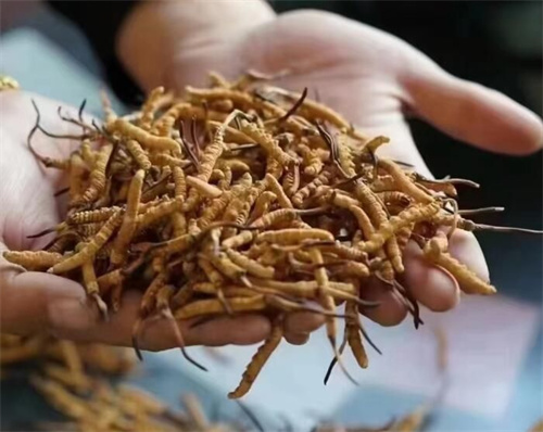 冬蟲夏草是怎么形成的？冬蟲夏草形成的主要步驟