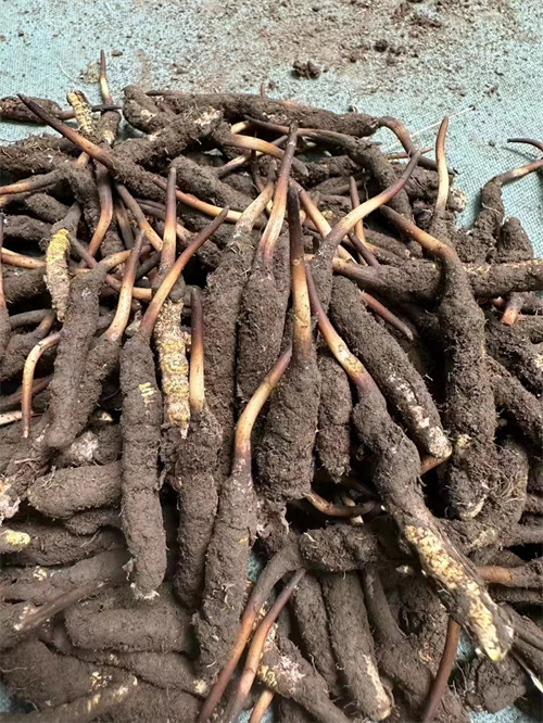 手術(shù)后能否食用冬蟲(chóng)夏草？專家解答與術(shù)后康復(fù)建議