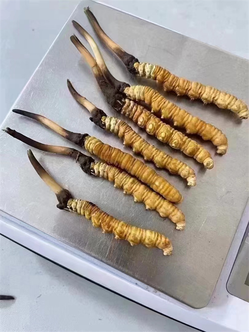 冬蟲夏草煮還是泡好？兩種食用方法的對比分析