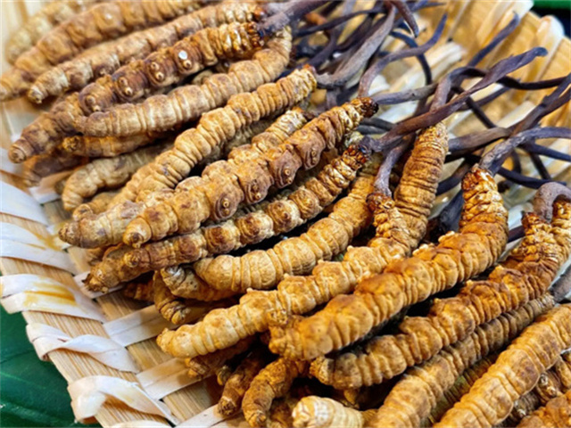 天然冬蟲夏草是怎么形成的？天然冬蟲夏草的形成過程