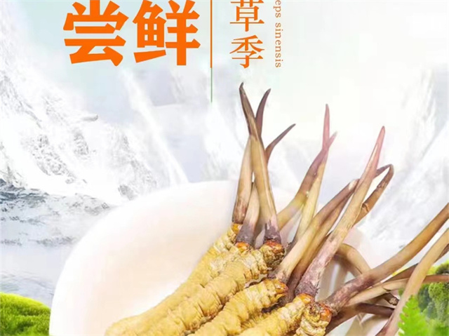 冬蟲夏草可以嫁接嗎？冬蟲夏草的形成過程極為特殊和復(fù)雜