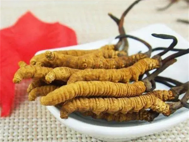 冬蟲(chóng)夏草怎么食用？冬蟲(chóng)夏草的4種食用方法