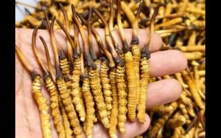 珍草王冬蟲(chóng)夏草是真的嗎？揭秘珍稀藥材的真相