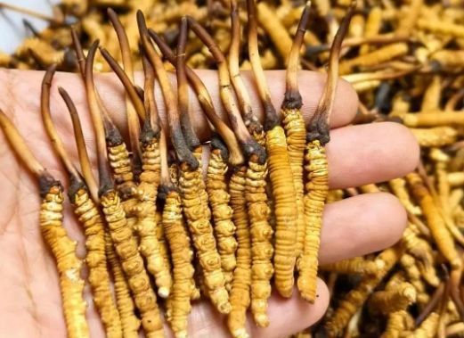 珍峰冬蟲(chóng)夏草哪里買