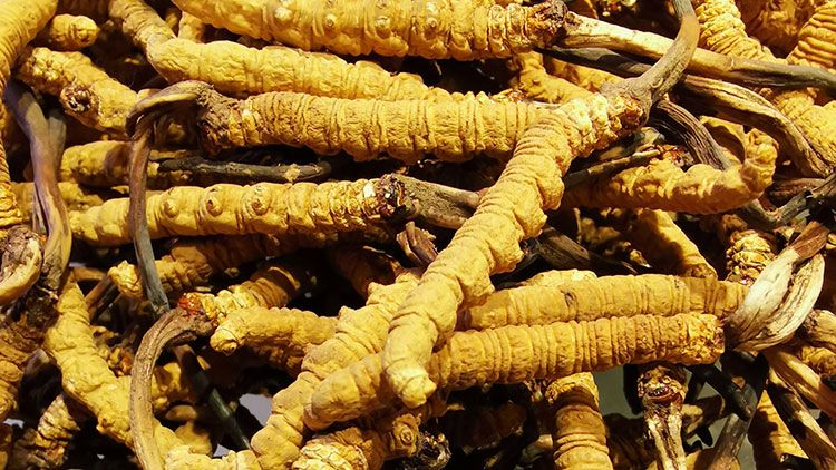 冬蟲夏草是什么味道？揭秘“軟黃金”的獨(dú)特風(fēng)味