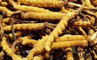 冬蟲夏草是什么味道？揭秘“軟黃金”的獨(dú)特風(fēng)味