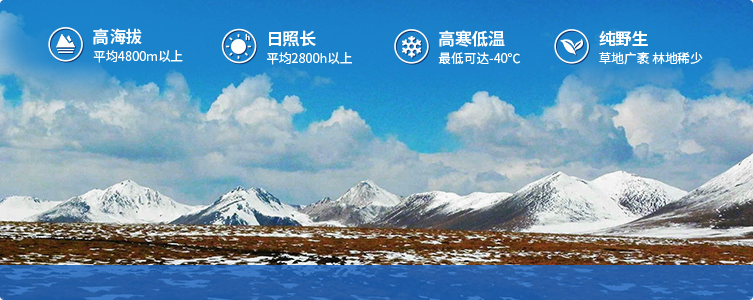 為什么說(shuō)西藏那曲的冬蟲(chóng)夏草，是品質(zhì)最好的蟲(chóng)草！