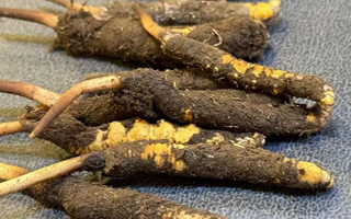 冬蟲夏草鮮草怎么吃？科學(xué)用量指南
