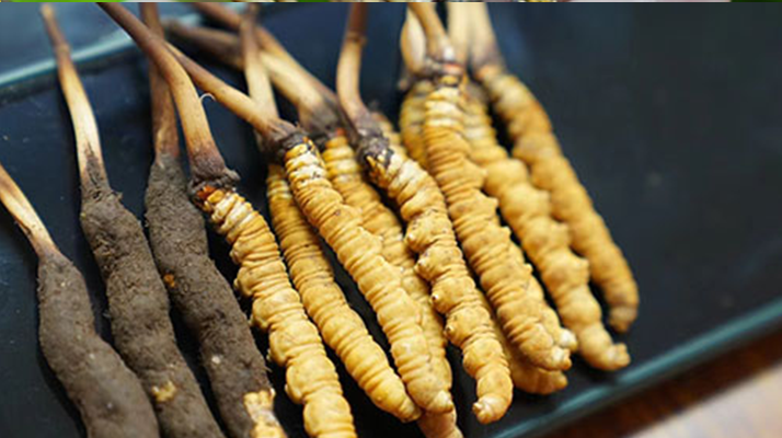 冬蟲夏草鮮草吃多久？科學(xué)食用周期與效果解析