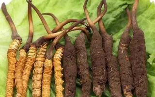 到哪里買新鮮的冬蟲夏草？三步辨真?zhèn)?，四大渠道安心?> </div>
            <div   id=