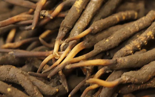 如何挑選新鮮冬蟲夏草？掌握這幾個(gè)關(guān)鍵技巧