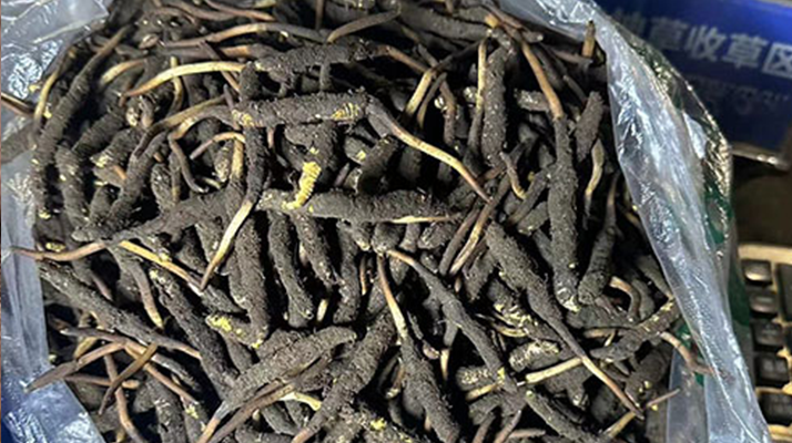 冬蟲夏草可以吃鮮的嗎？一文為你揭秘