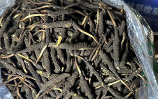 冬蟲夏草可以吃鮮的嗎？一文為你揭秘