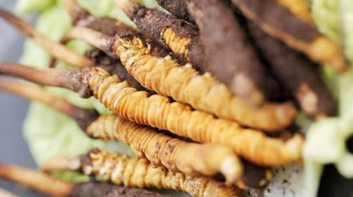 冬蟲夏草鮮草可以生吃嗎？一文解讀食用真相